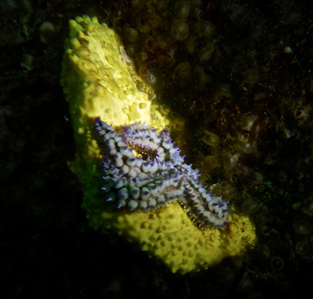 P1050218A