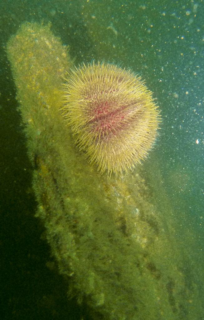 P1050245
